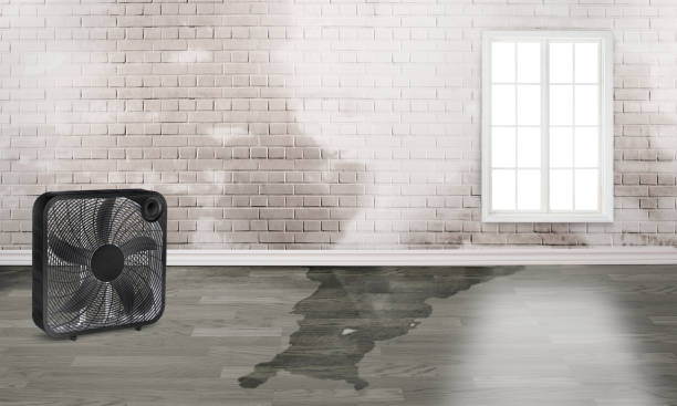 Best Water damage restoration experts  in Toluca, IL