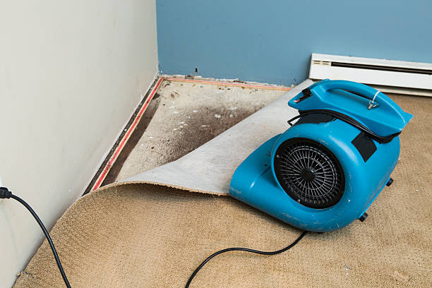 Best Basement water damage restoration  in Toluca, IL